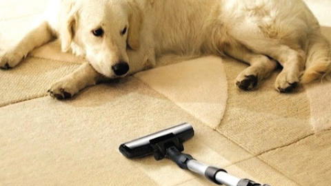 pet hair removal in glen waverley